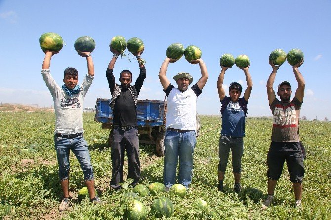 Adana’da Karpuz Hasadı Başladı