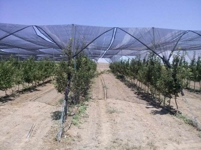 Güneş Enerjili Destekli Organik Elmalar Yolda