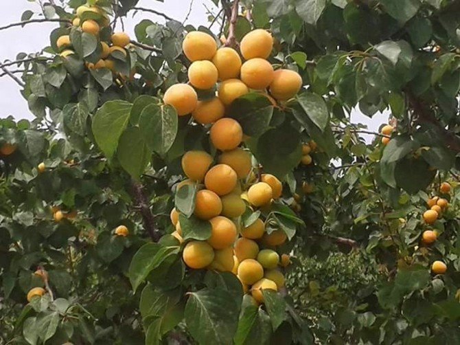 Kayısı İhracatı Başladı