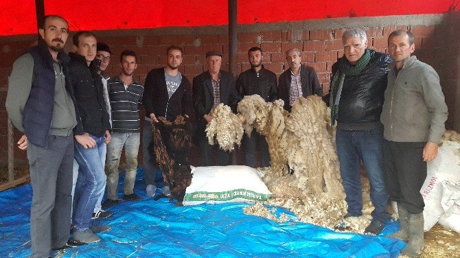 Kuzuların Yünleri Çöpe Gidiyor