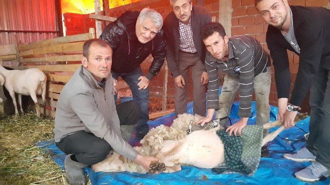 Kuzuların Yünleri Çöpe Gidiyor