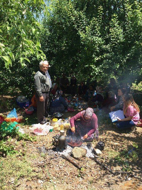 Gezende‘de Erik Festivali Heyecanı Başladı