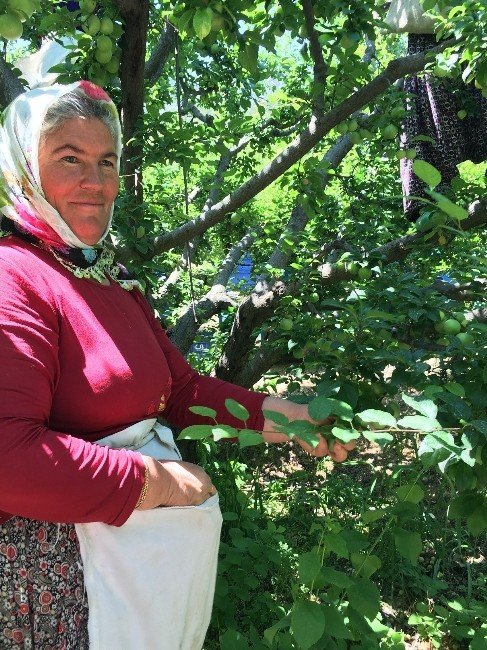 Gezende‘de Erik Festivali Heyecanı Başladı