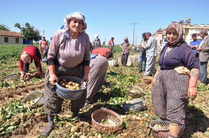 Patates Üretiminde Gerileme
