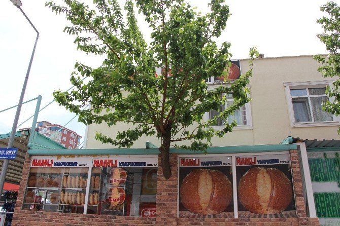 Karadenizli’nin Ağaç Sevgisi