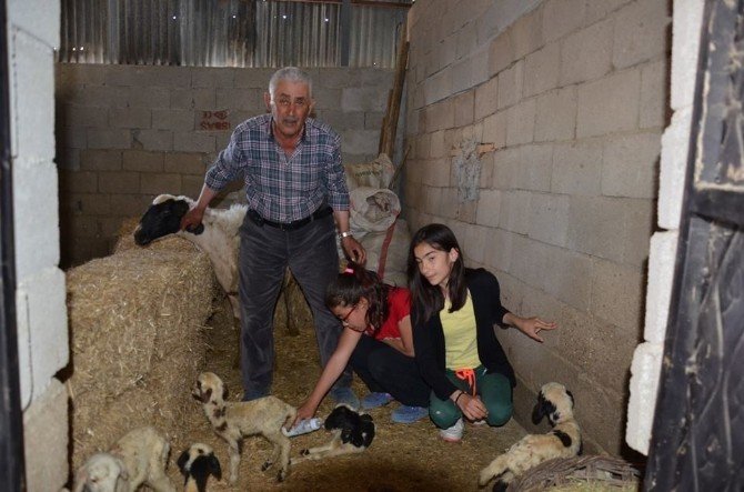 Çivril’de Bir Koyun Altız Doğurdu