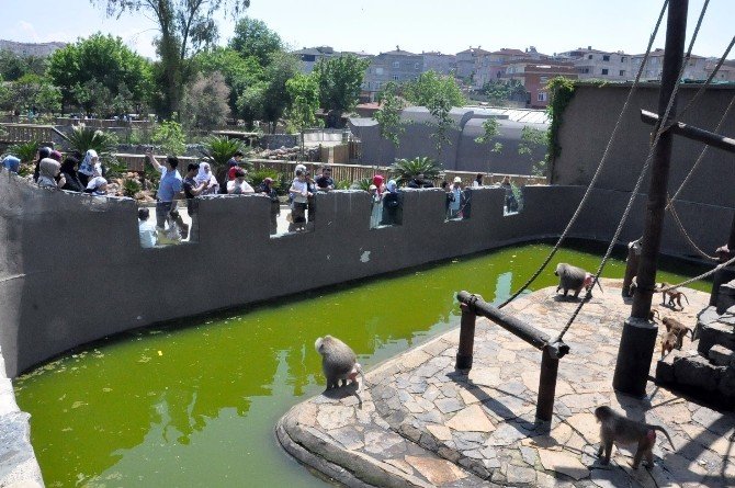 Sıcak Havayı Görenler Hayvanat Bahçesine Akın Etti