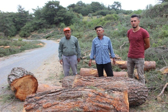 Orman Müdürlüğü’nden Çavdar’daki Ağaç Kesimiyle İlgili Açıklama