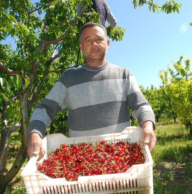 Kırmızı Altın Toplanmaya Başlandı