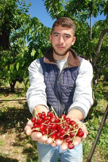 Kırmızı Altın Toplanmaya Başlandı