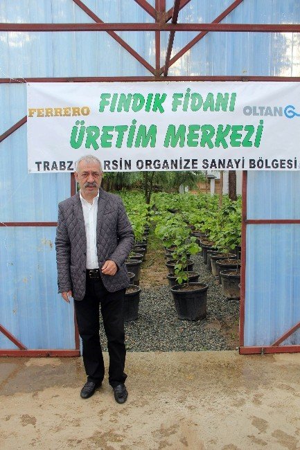 Fındık Üretimine Yönelik Gençleştirme Çalışması