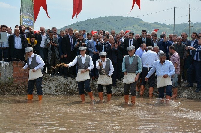 Protokol Çeltik Ekti