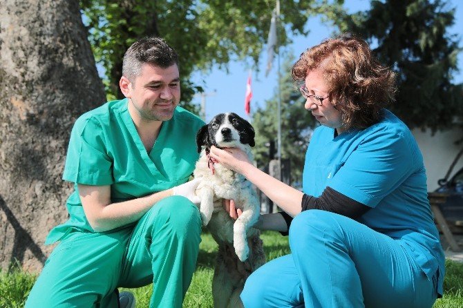 Sokak Köpeği ’Miskin’e Meme Kanseri Operasyonu