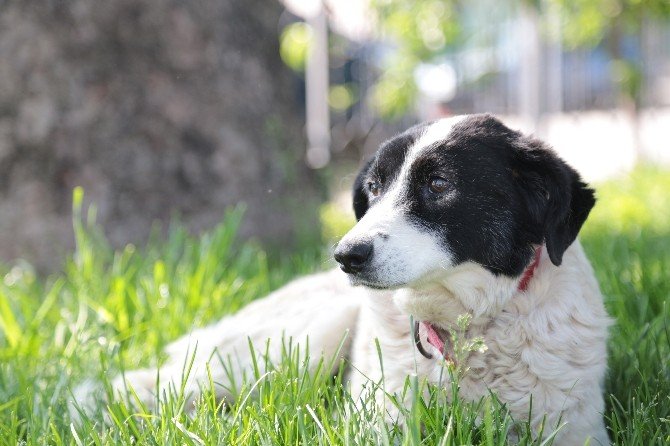 Sokak Köpeği ’Miskin’e Meme Kanseri Operasyonu