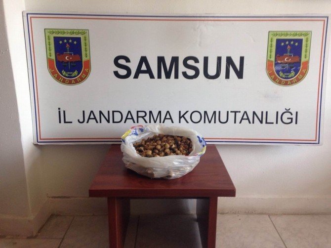 Kaçak Salep Toplayana 40 Bin Lira Ceza