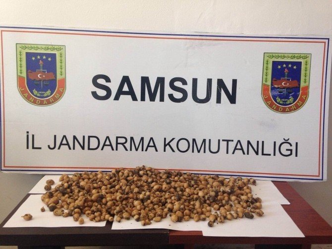 Kaçak Salep Toplayana 40 Bin Lira Ceza