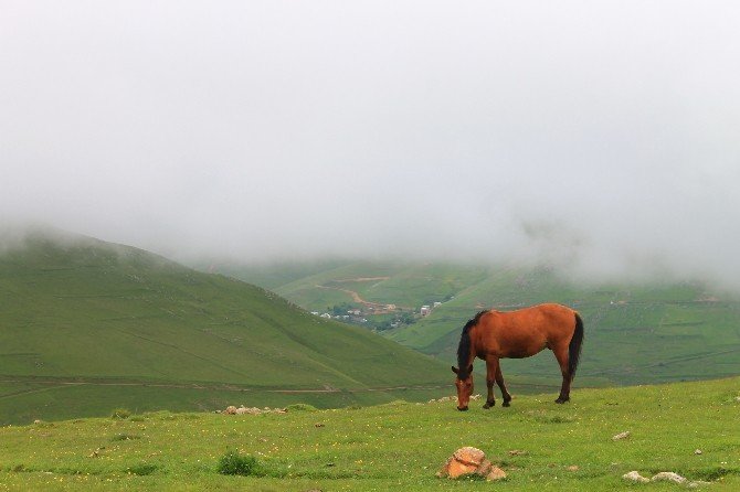 Giresun’un Yüksek Tepelerinde Renk Cümbüşü