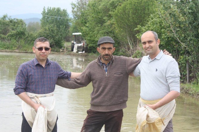 Saraydüzü’nde Çeltik Ekimi Başladı