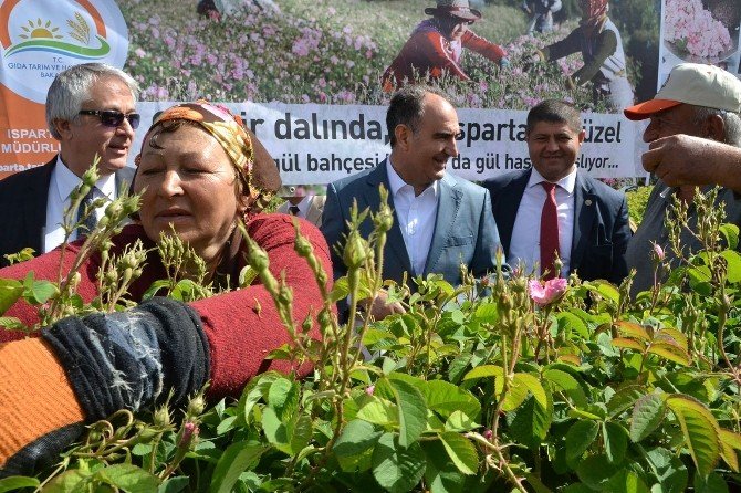 Isparta’da Gül Hasadı Törenle Başladı