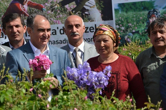 Isparta’da Gül Hasadı Törenle Başladı