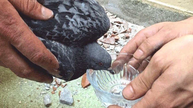 Giresun’da Güvercin Kurtarma Operasyonu