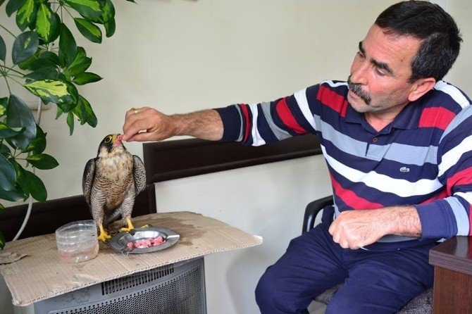 Yaralı Doğana ‘Ormancı’ Şefkati
