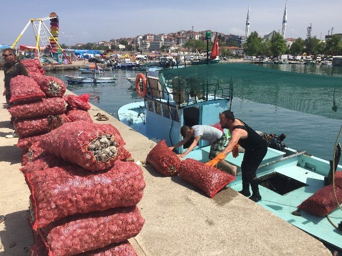Akçakoca’da Deniz Salyangozu Av Mevsimi