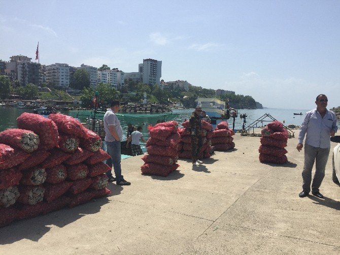 Akçakoca’da Deniz Salyangozu Av Mevsimi