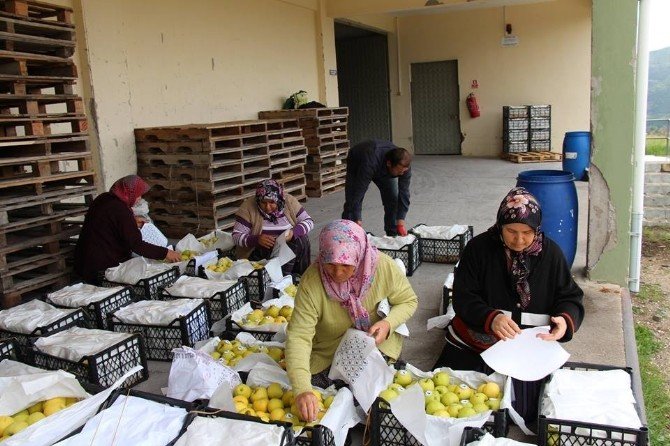 Bolu’nun Seben İlçesinden Asker Ve Polislerimize 16 Ton Elma Gönderildi