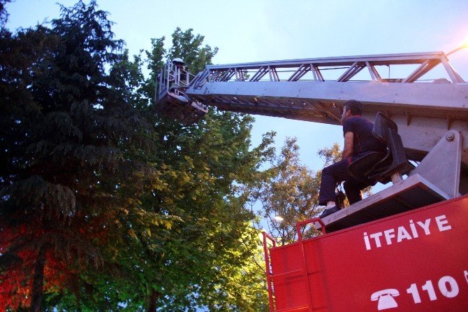 Yavruları Yuvadan Düşen Saksağana İtfaiye Yardım Etti