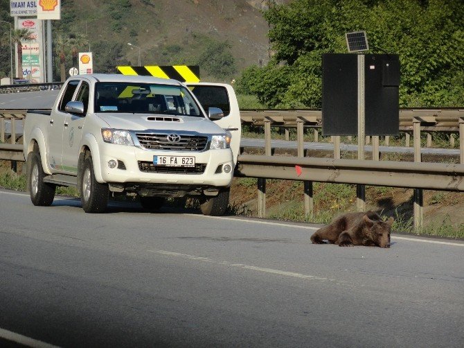 Trafik Kazasında Yaralanan Ayı Yavrusu Tedavi Altına Alındı