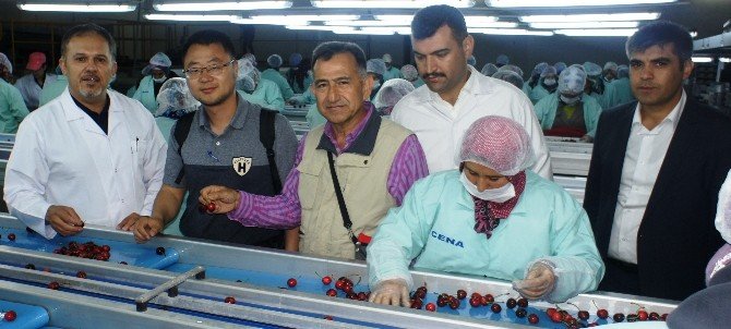 Türk Kirazı Çin Pazarında