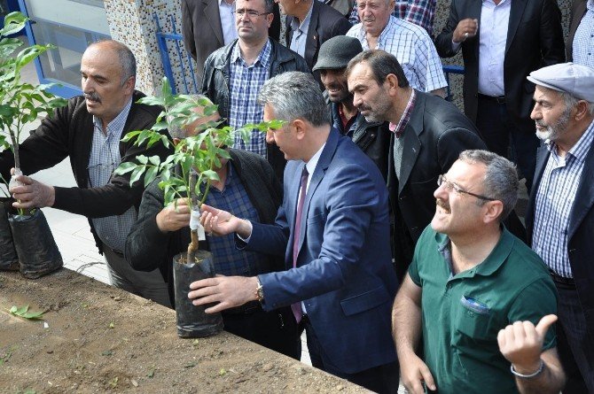 Gümüşhane’de 7 Bin 400 Adet Ceviz Fidanı Dağıtıldı