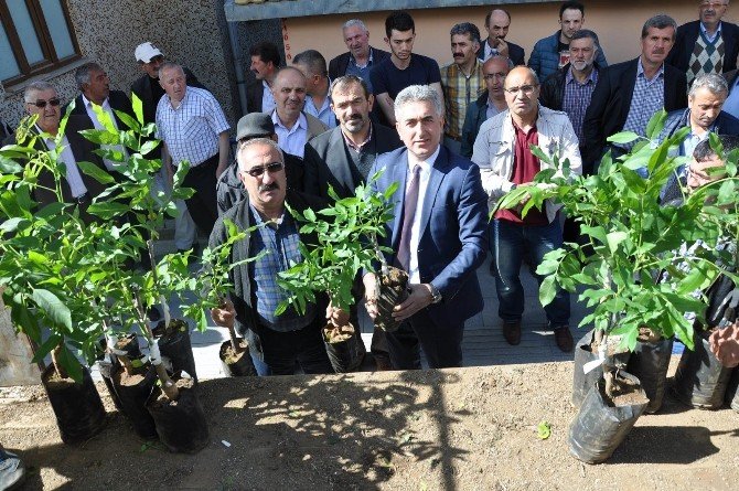 Gümüşhane’de 7 Bin 400 Adet Ceviz Fidanı Dağıtıldı