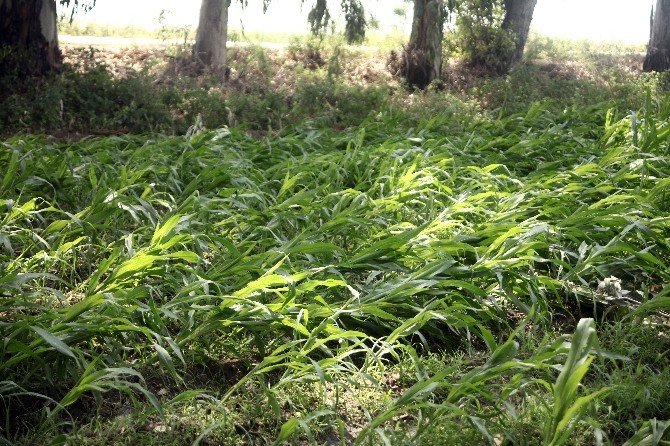 Adana’da Sağanak Ve Dolu Milyonlarca Liralık Zarara Neden Oldu