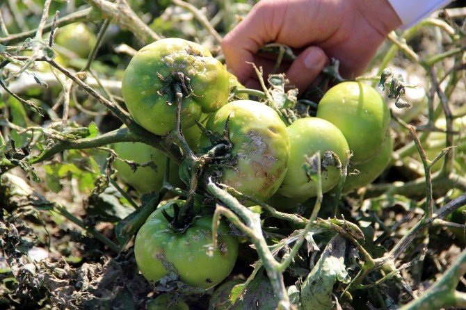 Çukurova’da Tarım Arazilerini Dolu Vurdu