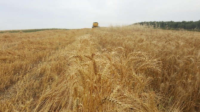 Buğday Hasadı Buruk Başladı