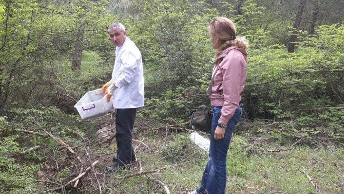 Ormanları Yırtıcı Böcekler Koruyor