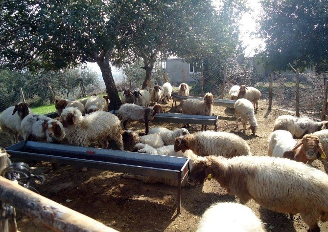 Orman Köylülerine 13 Milyon Tl Destek