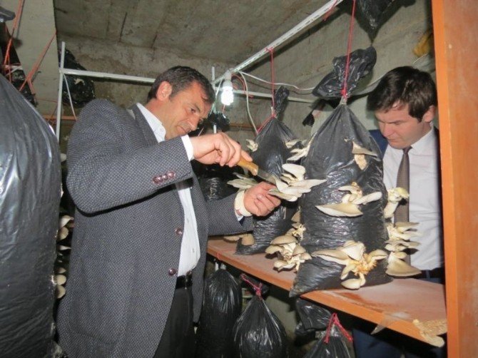 İstiridye Mantarı Kazandıracak