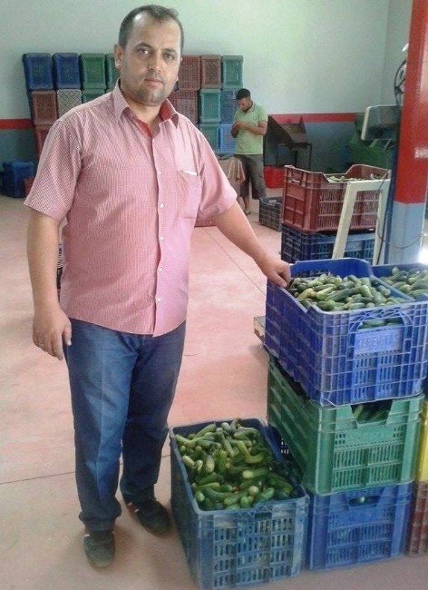 Ödemiş’te Kornişon Salatalık Sezonu Açıldı