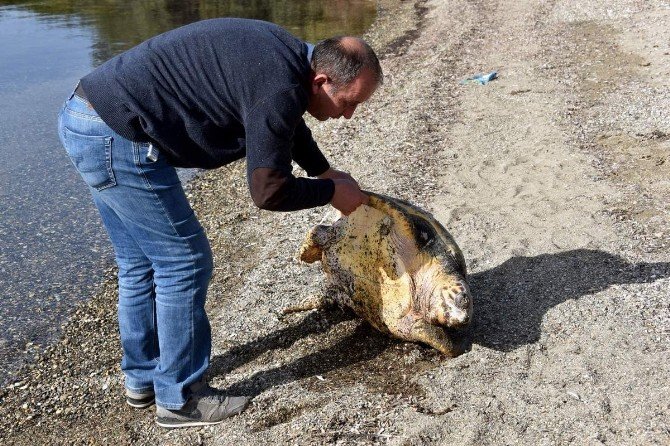 Aliağa’da Ölü Caretta Caretta Bulundu