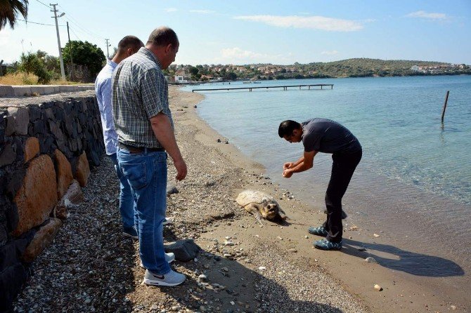 Aliağa’da Ölü Caretta Caretta Bulundu