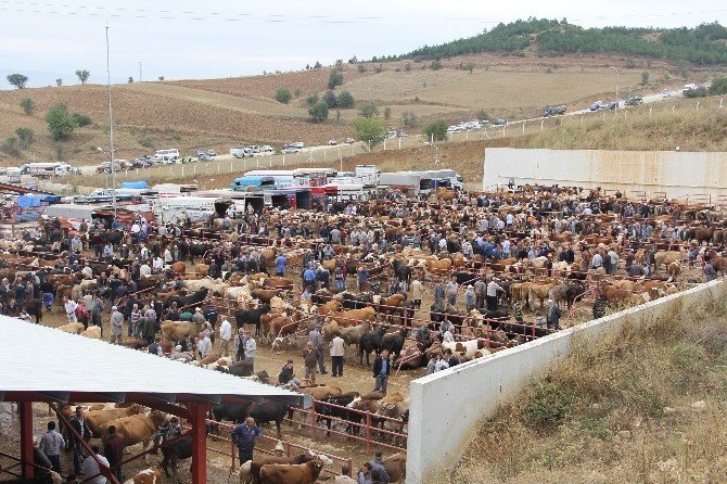 Kastamonu’da Hayvan Pazarı, Şap Hastalığı Nedeniyle Kapatıldı