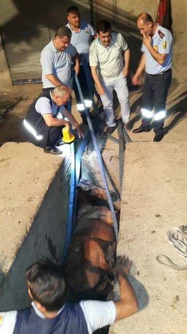 Mersin’de Yıkama-yağlama Çukuruna Düşen Atı İtfaiye Kurtardı