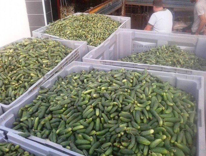 Ödemiş’te Kornişon Salatalık Sezonu Açıldı