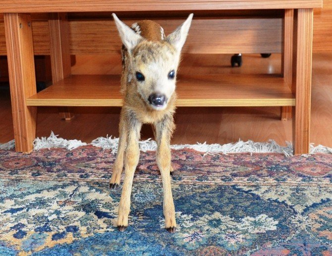 Köylüler Yavru Ceylan Buldu