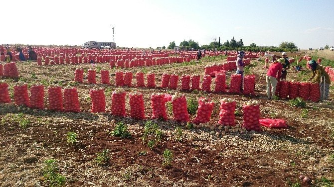 Fiyatı Düşen Soğan, Üreticiyi Vurdu