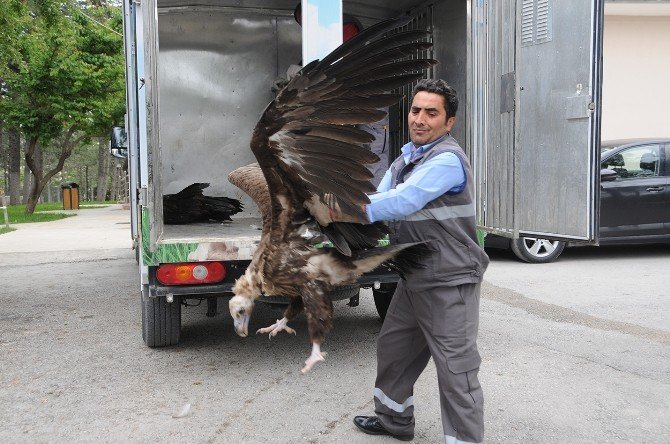 Çorum’da Tedavi Edilen 3 Akbaba Doğal Yaşamına Döndü