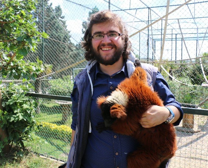 2 Günlük Yavru Lemur Hayvanat Bahçesinin Yeni Maskotu Oldu